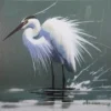 Graceful Egret
