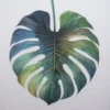 Monstera Study I