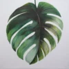 Monstera Study II