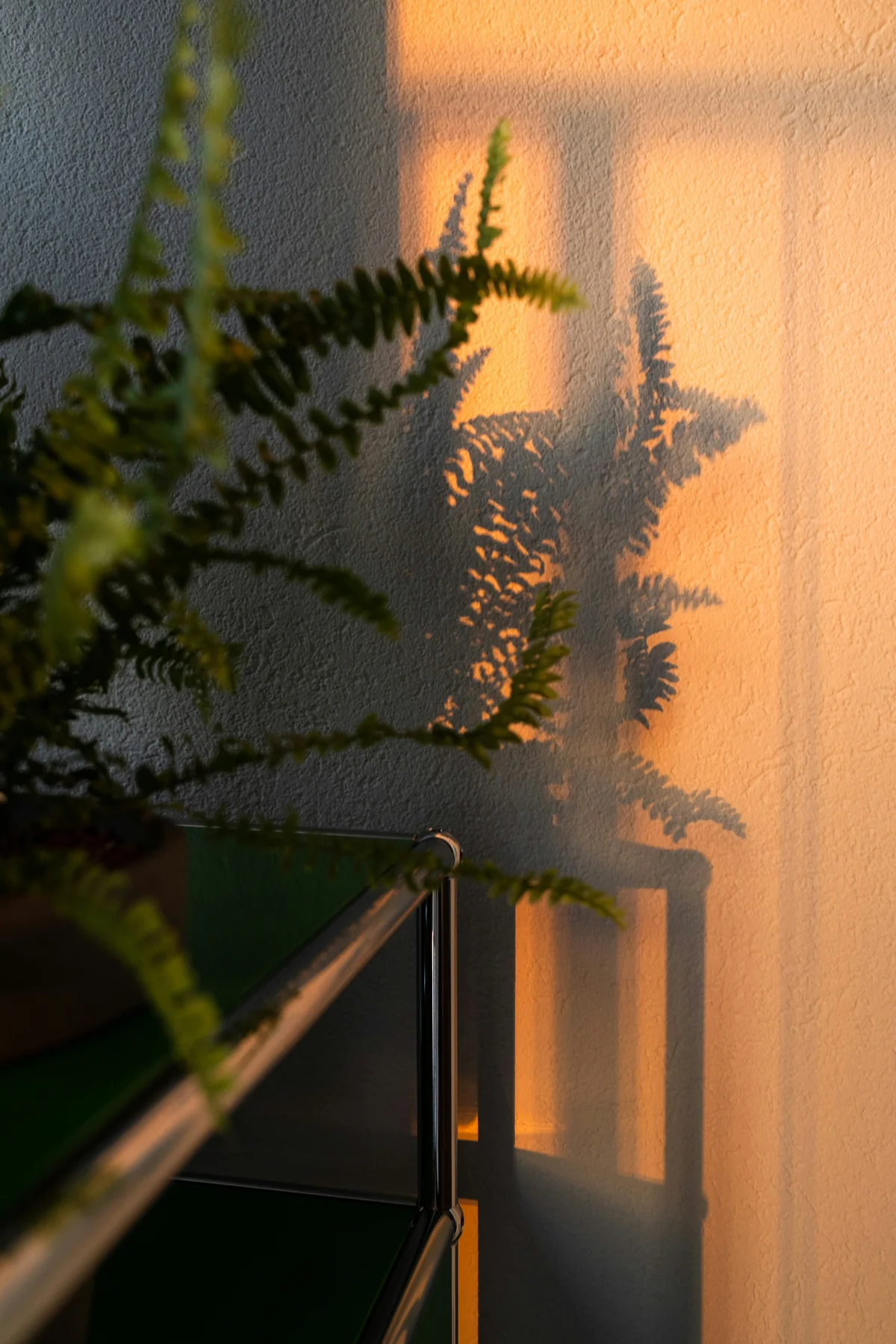 Golden light and shadows moving across a quiet wall.